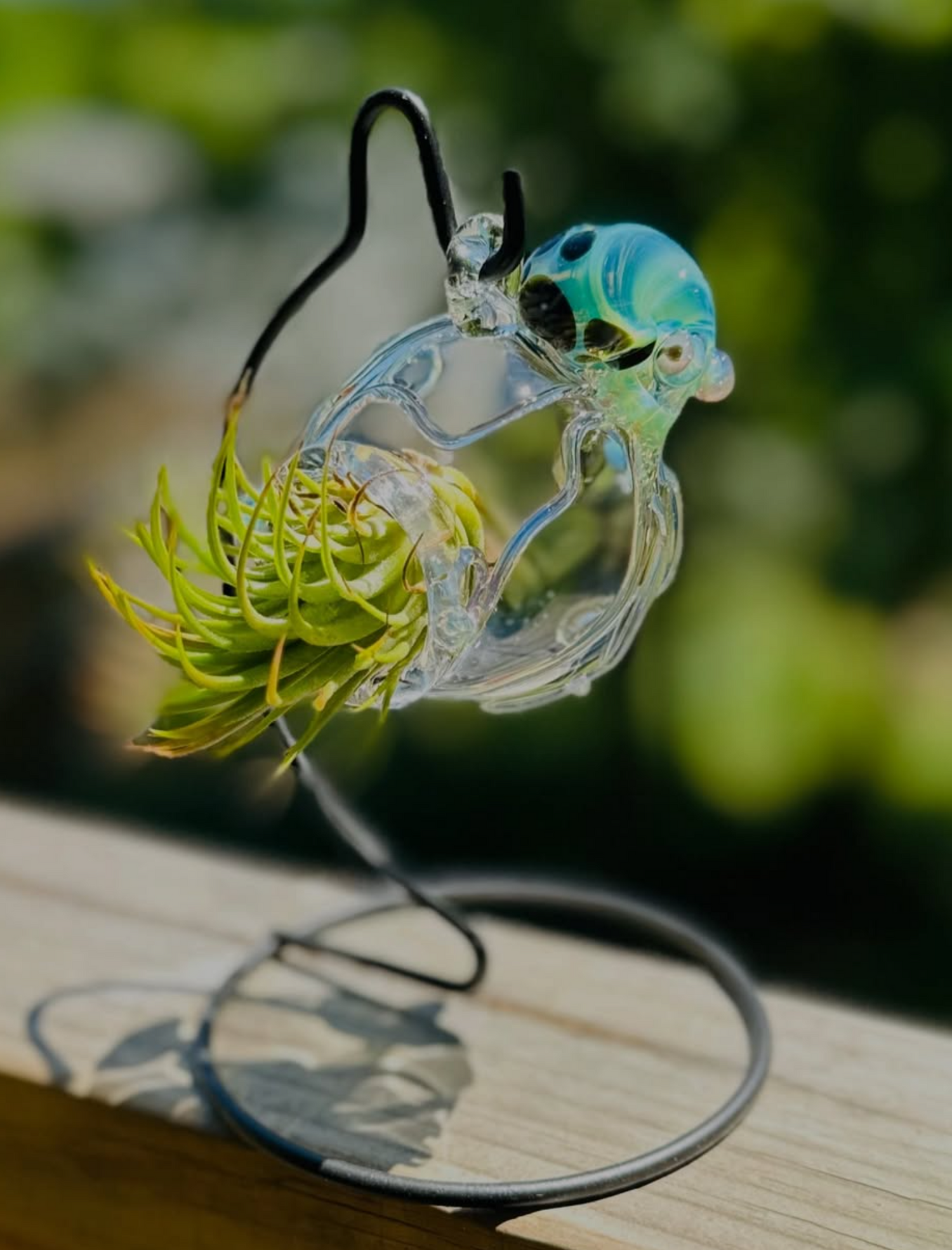 Glass Terrariums