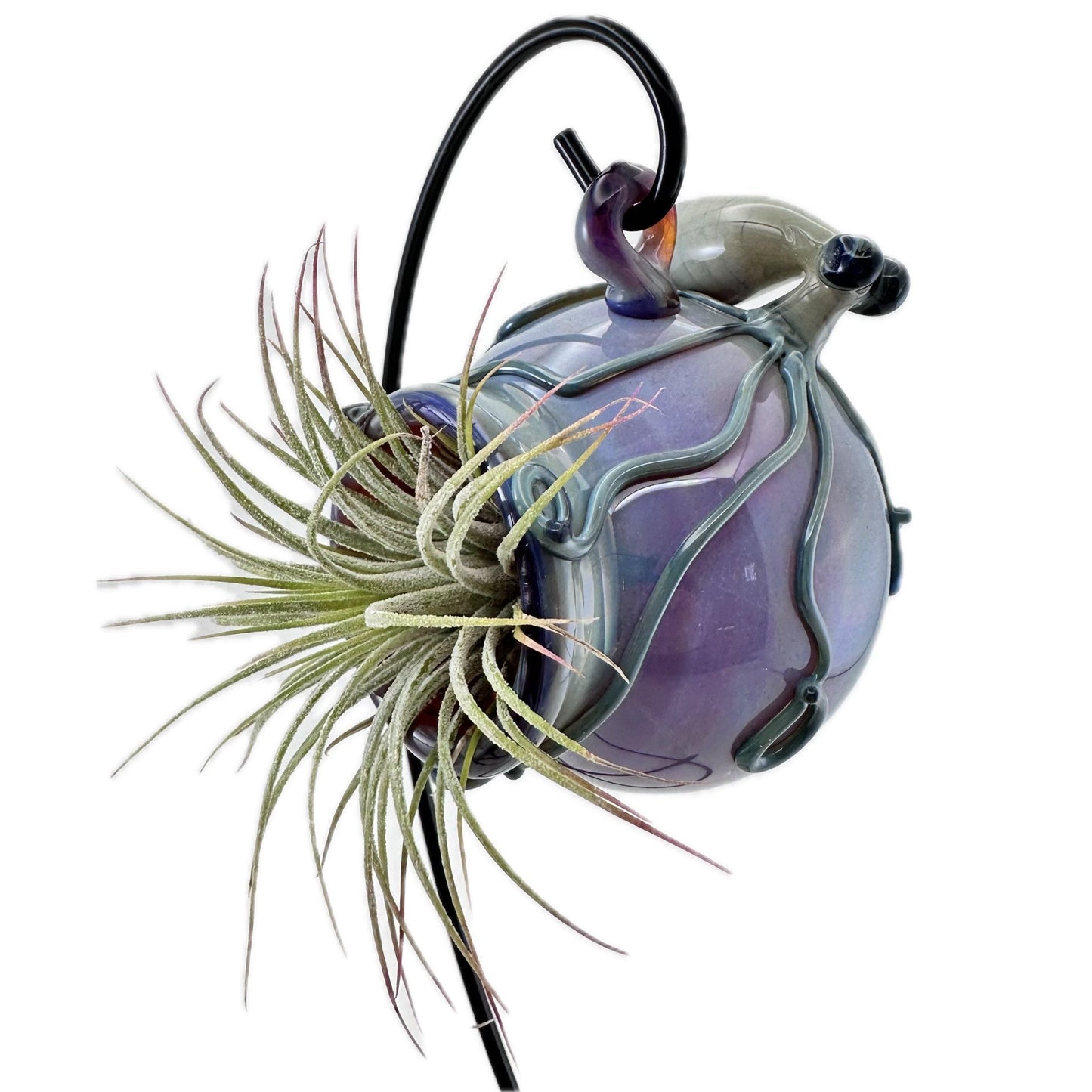 Glass orb with air plant on a white background