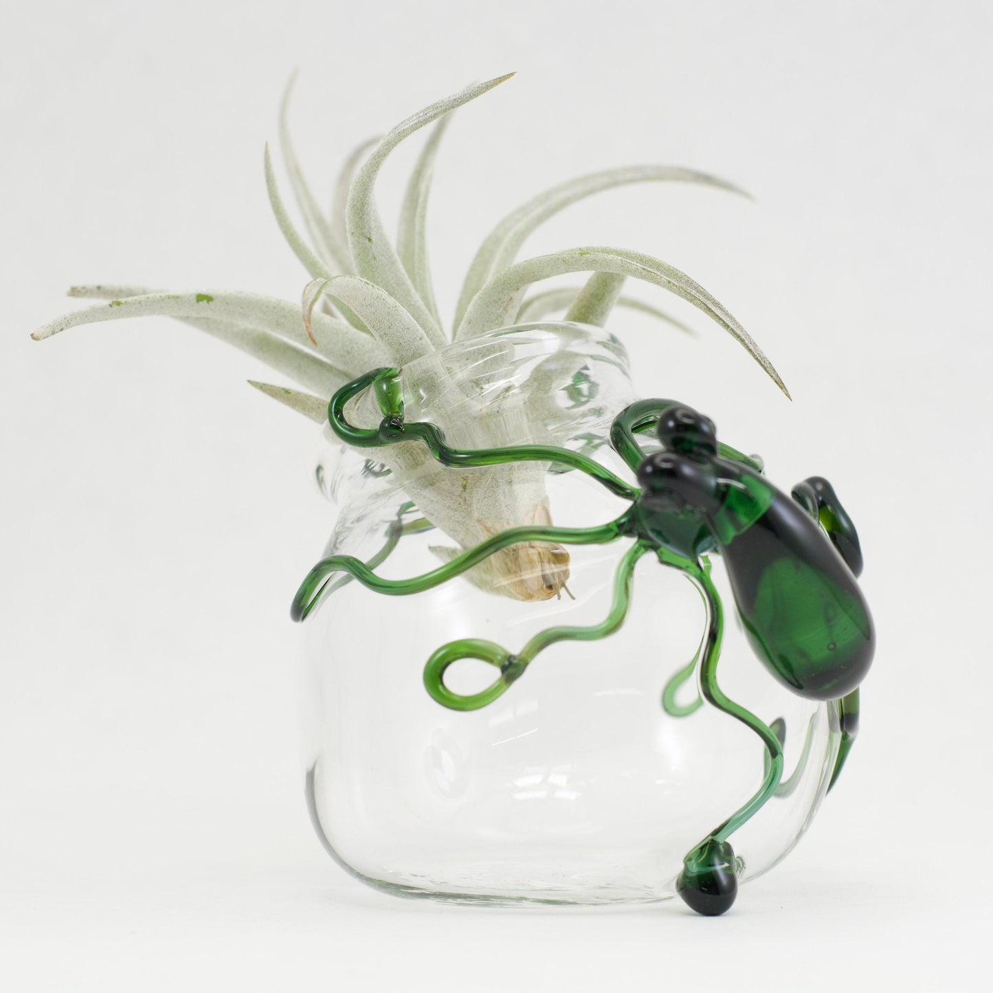 Octopus glass terrarium green clea hand blown air plant holder