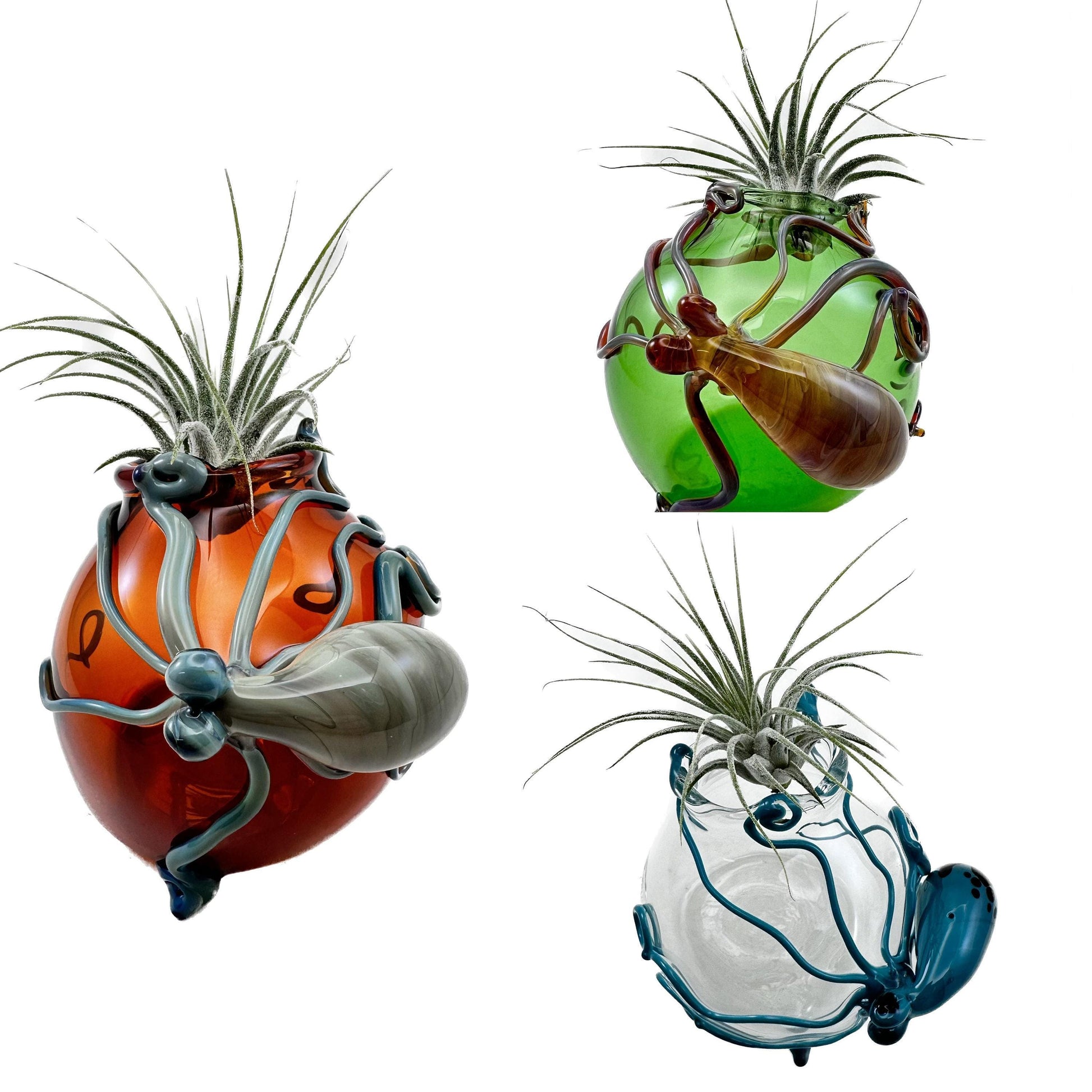 Three unique glass planters with air plants on a white background
