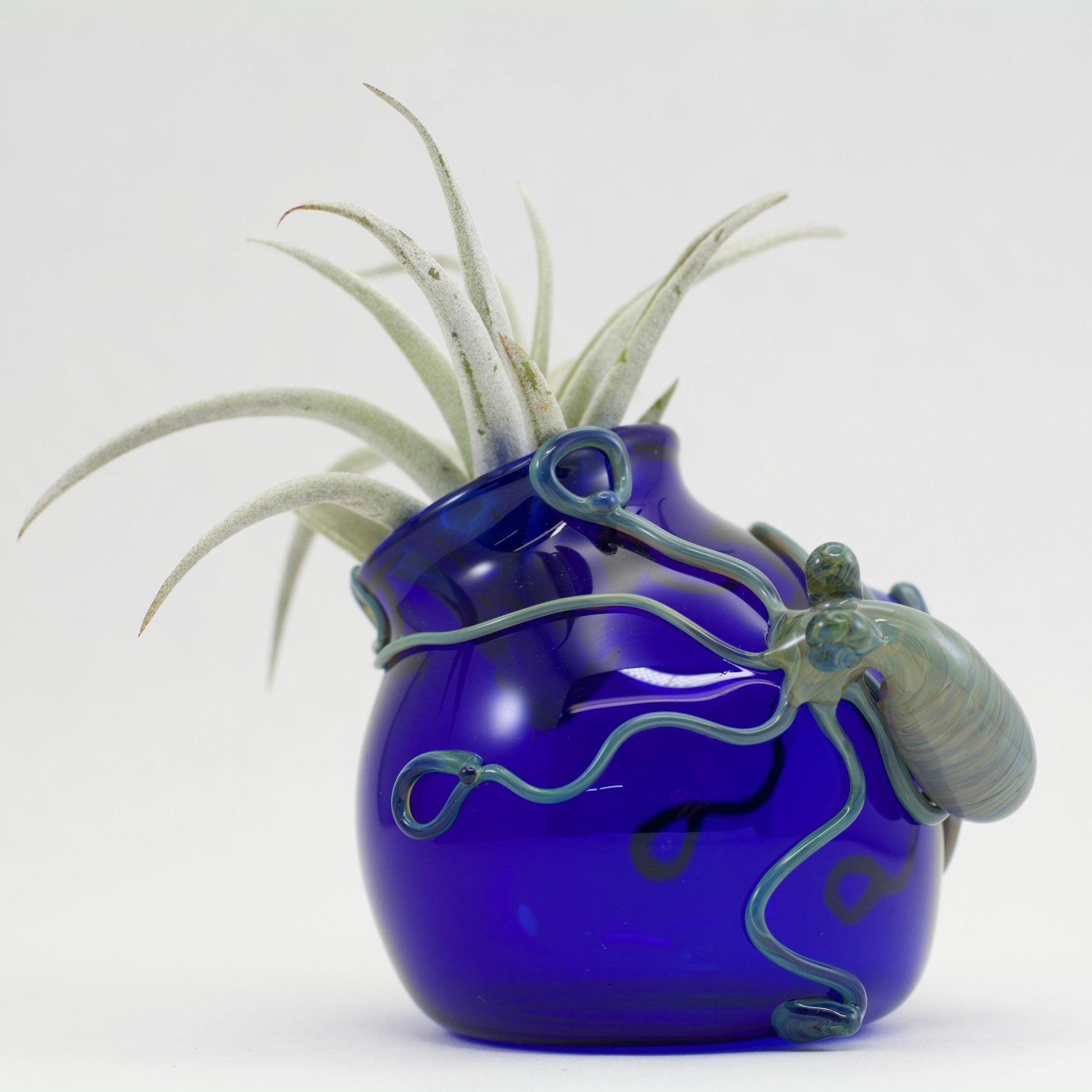 Blue glass vase with decorative elements holding an air plant on a white background
